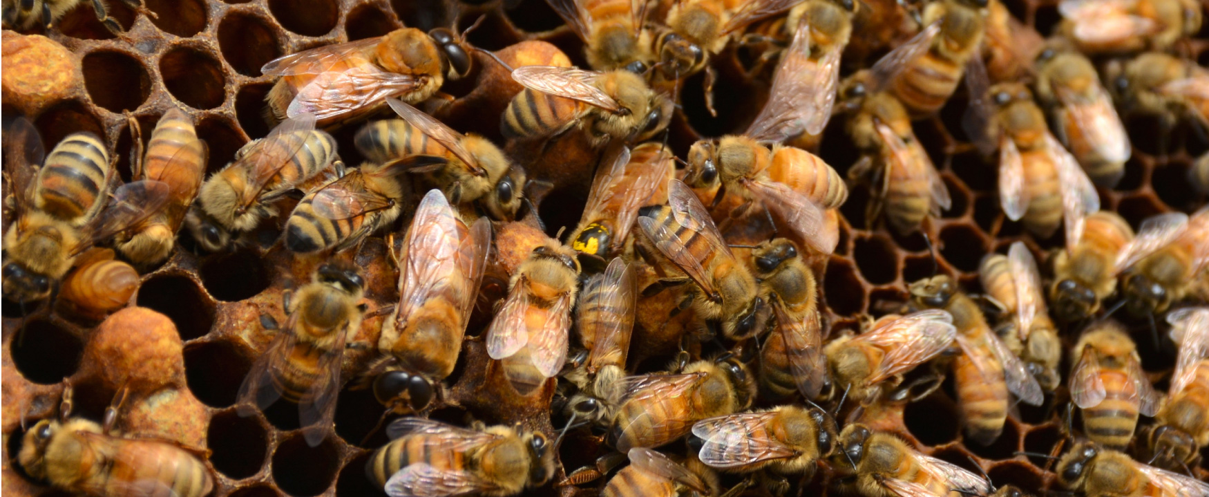 A photograph shows a close-up on a honeycomb structure that is covered with bees.