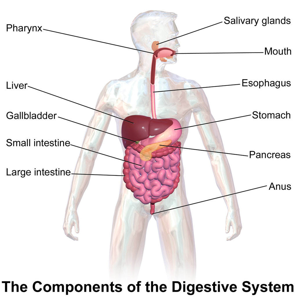This diagram shows the digestive system of a human being, with the major organs labeled. Labels read (clockwise, from top): salivary glands, mouth, esophagus, stomach, pancreas, anus, large intestine, small intestine, gallbladder, liver, pharynx,