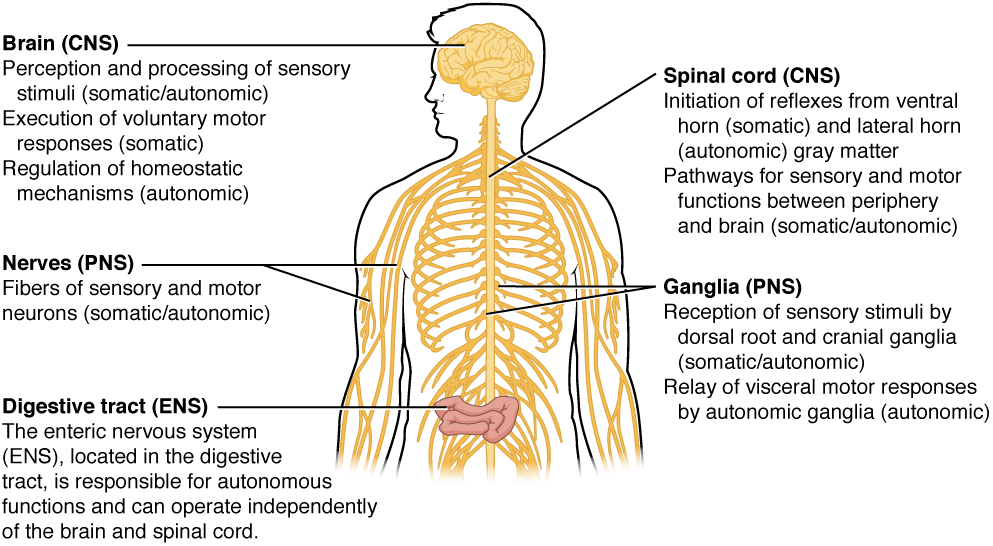 A silhouette of a human with only the brain, spinal cord, PNS ganglia, nerves and a section of the digestive tract visible. The brain, which is part of the CNS, is the area of perception and processing of sensory stimuli (somatic/autonomic), the execution of voluntary motor responses (somatic), and the regulation of homeostatic mechanisms (autonomic). The spinal cord, which is part of the CNS, is the area where reflexes are initiated. The gray matter of the ventral horn initiates somatic reflexes while the gray matter of the lateral horn initiates autonomic reflexes. The spinal cord is also the somatic and autonomic pathway for sensory and motor functions between the PNS and the brain. The nerves, which are part of the PNS, are the fibers of sensory and motor neurons, which can be either somatic or autonomic. The ganglia, which are part of the PNS, are the areas for the reception of somatic and autonomic sensory stimuli. These are received by the dorsal root ganglia and cranial ganglia. The autonomic ganglia are also the relay for visceral motor responses. The digestive tract is part of the enteric nervous system, the ENS, which is located in the digestive tract and is responsible for autonomous function. The ENS can operate independent of the brain and spinal cord.