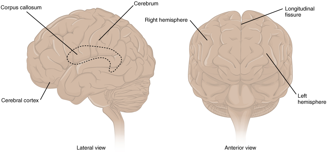 This figure shows the lateral view on the left panel and anterior view on the right panel of the brain. The major parts including the cerebrum are labeled. Lateral view labels (clockwise from top) read: cerebrum, cerebral cortex, corpus callosum (located on the interior of the brain). Anterior view labels indicate the right and left hemispheres, and the longitudinal fissure between them.