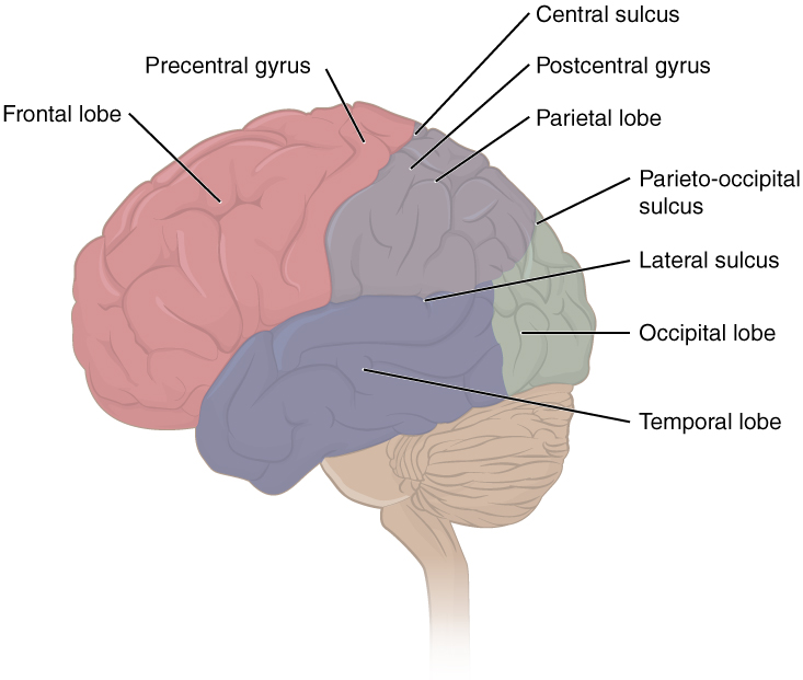 This figure shows the lateral view of the brain and the major lobes are labeled. From the front of the brain (left) labels read: frontal lobe, precentral gyrus, central sulcus, postcentral gyrus, parietal lobe, pateral sulcus, occipital lobe, temporal lobe.