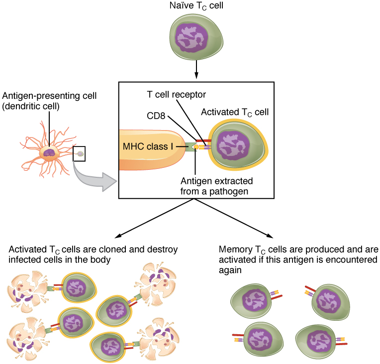 This flowchart shows the process in which a naïve T cell become activated T cells in the left part of the pathway and memory cells in the right part of the pathway. A naive T cell becomes an activated T cell when an antigen-presenting cell is introduced. The antigen is extracted from a pathogen and then either activated T cells are cloned and destroy the infected cells in the body, and/or memory T cells are produced and are activated if this antigen is encountered again.