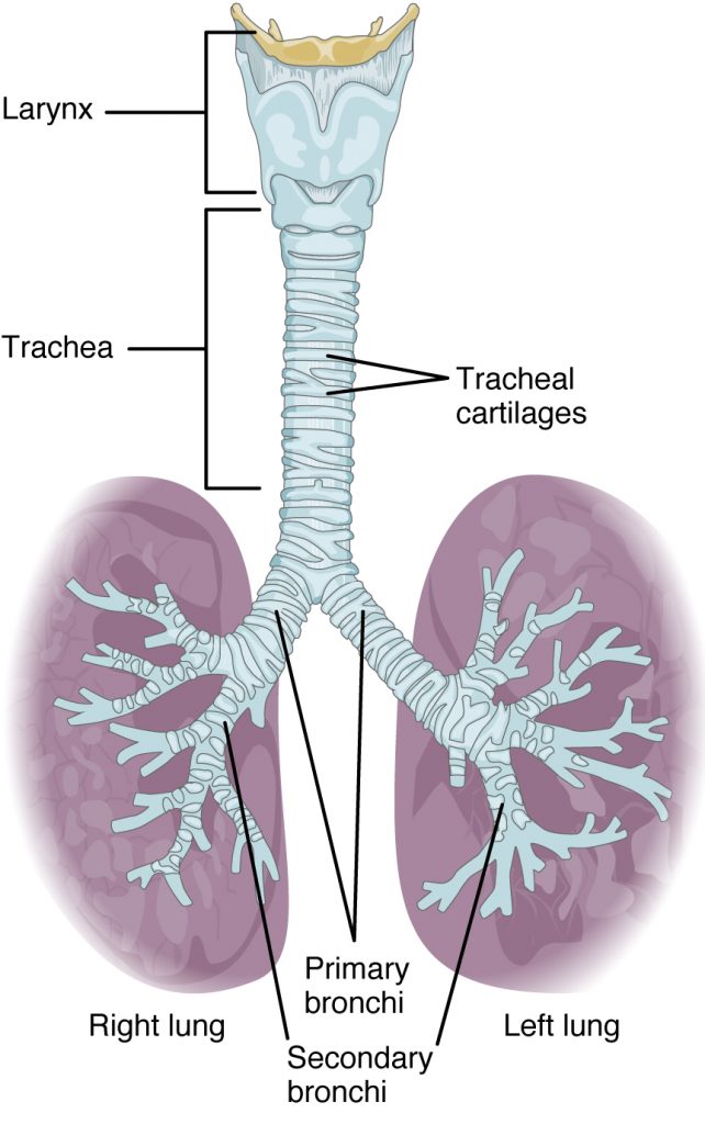 Respiratory System – Medical Terminology