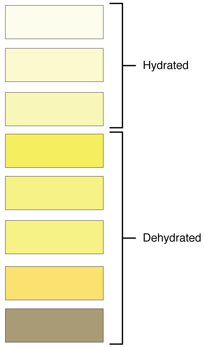 This color chart shows 8 different shades of yellow and associates each shade with stages of hydration (lightest 3 shades) or dehydration (remaining 5 darker shades).