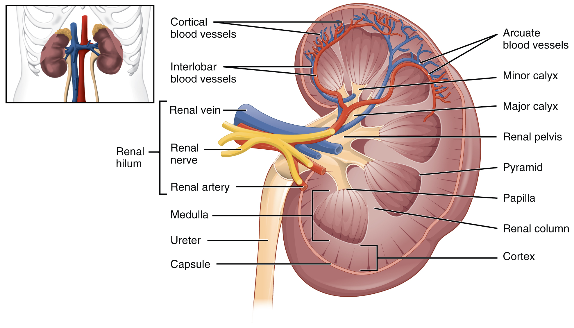 Left: The left panel of this figure shows the location of the kidneys in the abdomen. The right panel shows the cross section of the kidney.