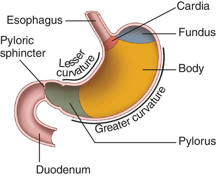 TThis image shows a cross-section of the stomach, and the major parts: the cardia, fundus, body and pylorus are labeled. Labels read (from top of stomach): esophagus, cardia, fundus, lesser and greater curvatures, pylorus, pyloric sphincter, duodenum.