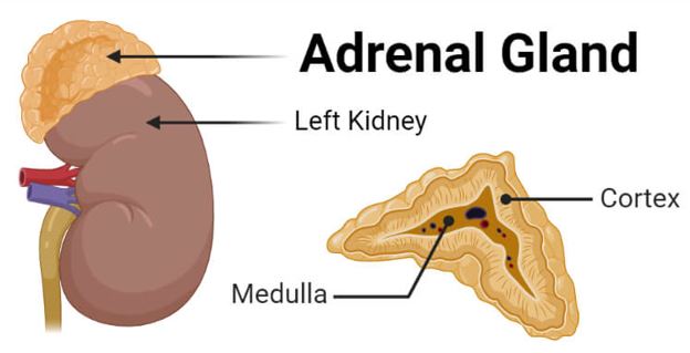 This diagram shows the left adrenal gland located atop the left kidney. The gland is composed of an outer cortex and an inner medulla all surrounded by a connective tissue capsule. The cortex can be subdivided into additional zones, all of which produce different types of hormones.