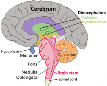 Nervous System – Medical Terminology