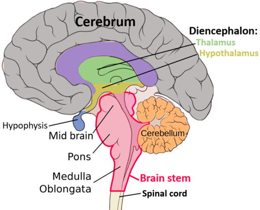 This figure shows the location of the midbrain, pons and the medulla in the brain that make up the brain stem. The midbrain is located at the top, the pons is located beneath that, and the medulla is the lowest most point of the brain stem.