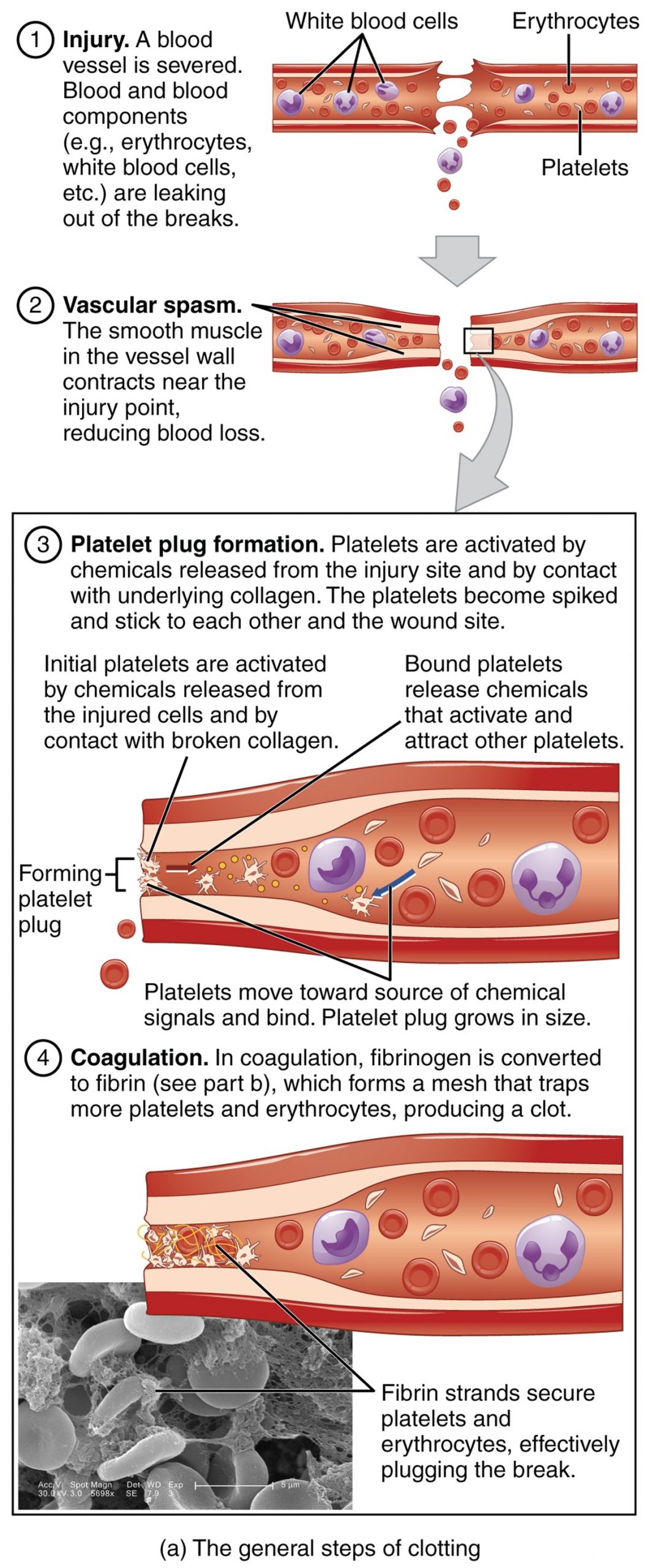 Cardiovascular System – Blood Vessels and Blood – Medical Terminology