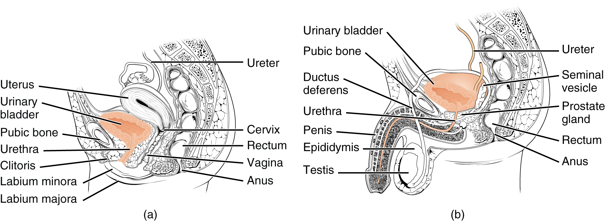Diagrams of the (a) female and (b) male genitalia highlighting the respective urethras.