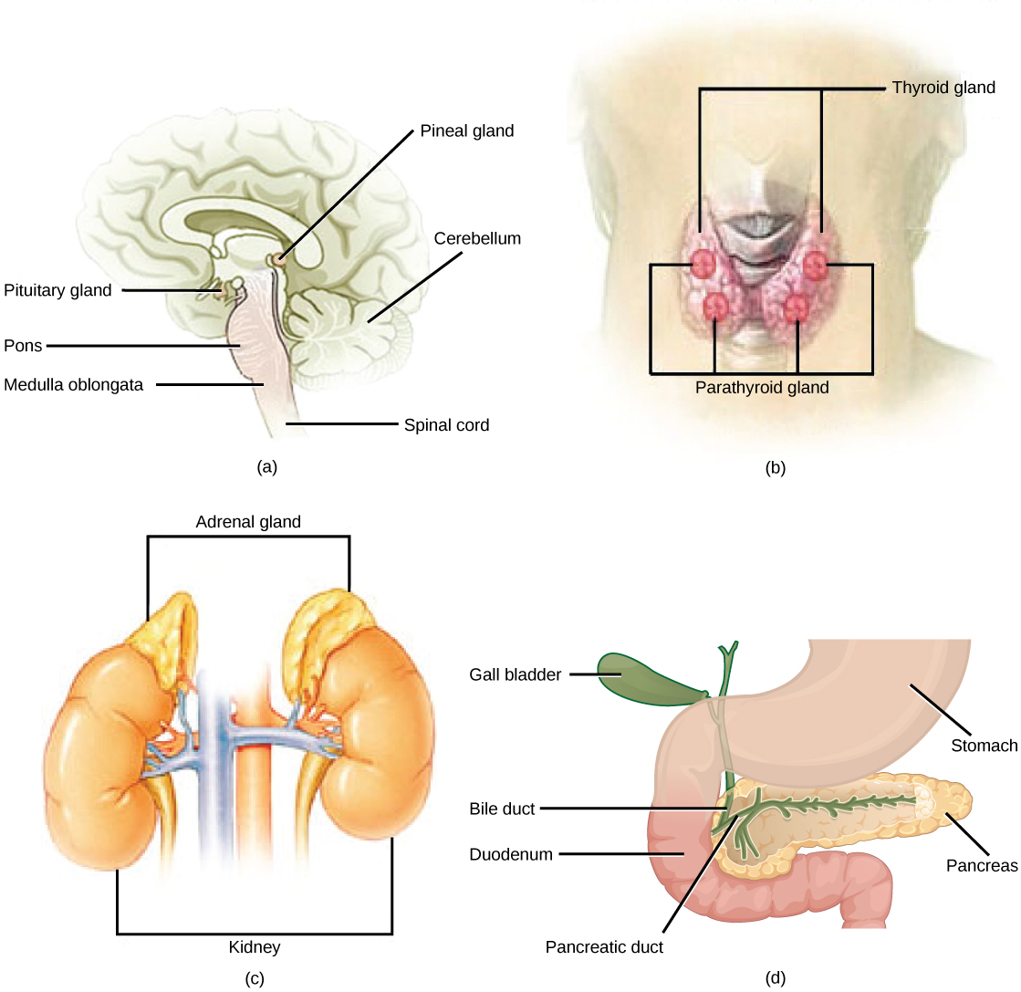 (a) The pituitary gland sits at the base of the brain, just above the brain stem. (b) The parathyroid glands are located on the posterior of the thyroid gland. (c) The adrenal glands are on top of the kidneys. d) The pancreas is found between the stomach and the small intestine.