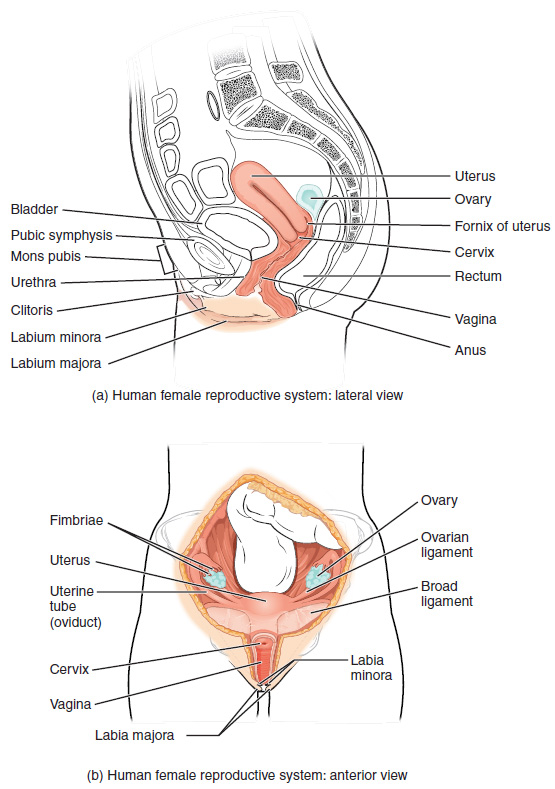This figure shows the structure and the different organs in the female reproductive system. The top panel shows the lateral view with labels (clockwise from top): utuerus, ovary, formix of uterus, cervix, rectum, vagina, anus, labium majora, labium minora, clitoris, urethra, mons pubis, pybic symphysis, bladder; and the bottom panel shows the anterior view with labels (clockwise from top): ovary, ovarian ligament, broad ligament, labia minora, labia majora, vagina, cervix, uterine tube, usterus, fimbriae.