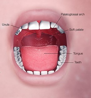 3D medical animation still shot showing different organs of the oral digestive system Including uvula, teeth, tongue, soft palate, and palatoglossal arch.