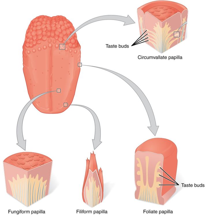This diagram shows the structures of the tongue and papillae. Labels read (from top): taste buds, circumvallate papilla, fungiform papilla, filiform papilla and foliate papillae.