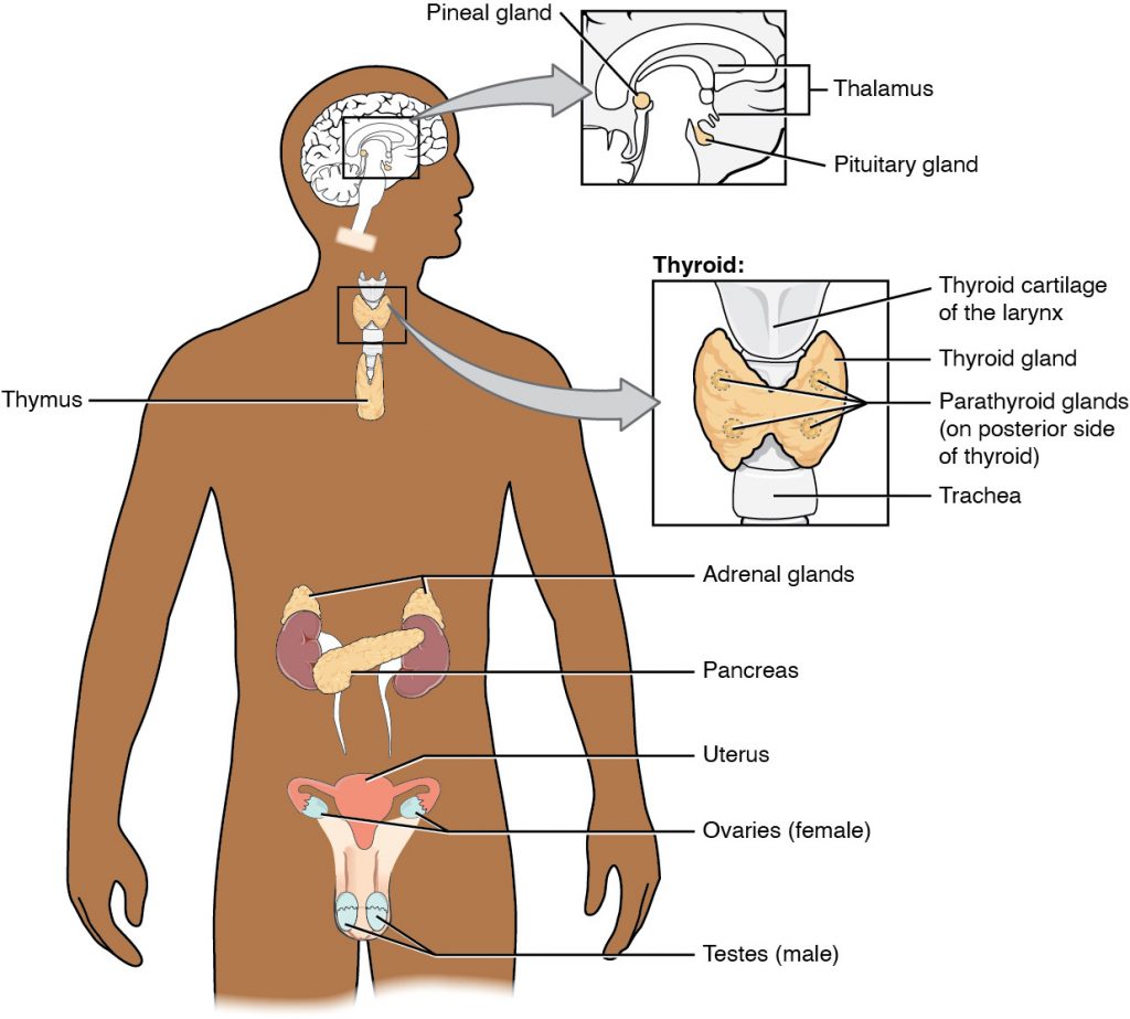 This diagram shows the endocrine glands and cells that are located throughout the body. The endocrine system organs include the pineal gland and pituitary gland in the brain. The pituitary is located on the anterior side of the thalamus while the pineal gland is located on the posterior side of the thalamus. The thyroid gland is a butterfly-shaped gland that wraps around the trachea within the neck. Four small, disc-shaped parathyroid glands are embedded into the posterior side of the thyroid. The adrenal glands are located on top of the kidneys. The pancreas is located at the center of the abdomen. In females, the two ovaries are connected to the uterus by two long, curved, tubes in the pelvic region. In males, the two testes are located in the scrotum below the penis