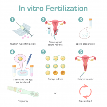 Obstetrics – Medical Terminology