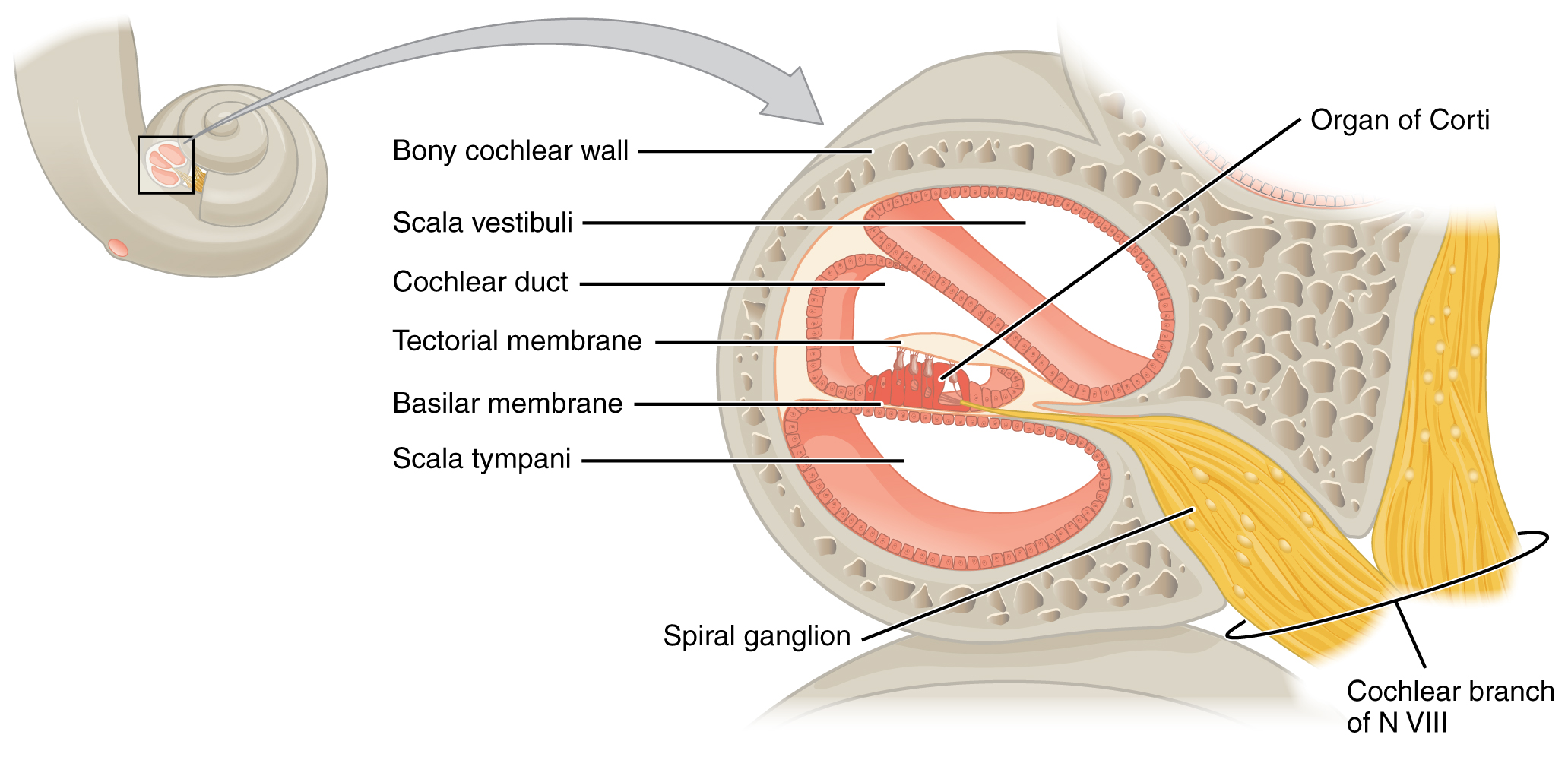 This diagram shows the structure of the cochlea in the inner ear. Labels read (from top, counter clockwise): bony cochlear wall, scala vestibuli, cochlear duct, tectorial membrane, basilar membrane, scala tympani, spiral ganglion, cochlear branch of N VIII, organ of Corti.