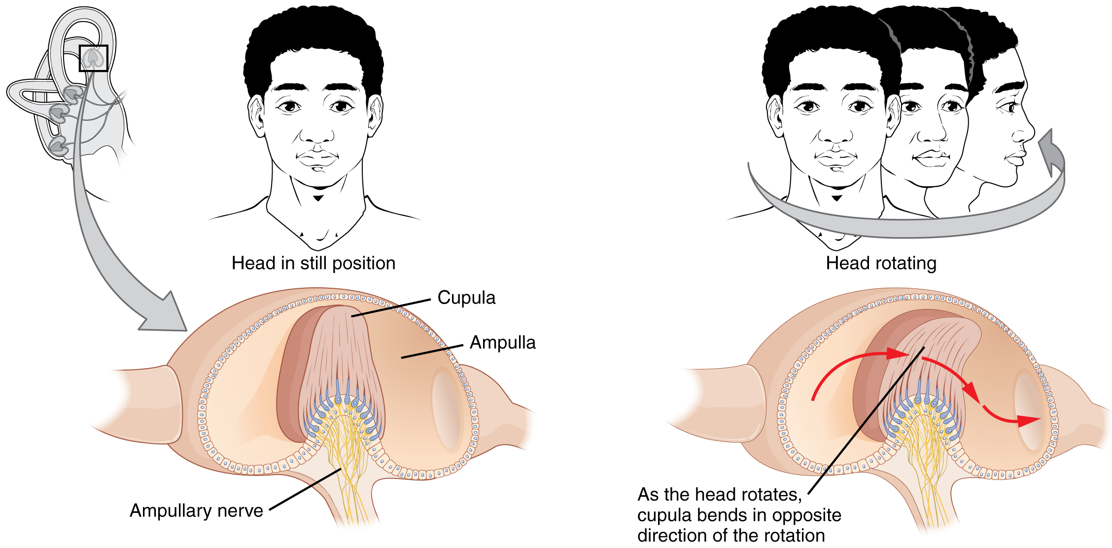The left panel of this image shows a person’s head in a still position. Underneath this, the ampullary nerve is shown. Labels read: cupula, ampulla, ampullary nerve). The right panel shows a person rotating his head, and the below that, the direction of movement of the cupula is shown. Label reads: as the head rotates, cupula bends in opposite direction of the rotation.