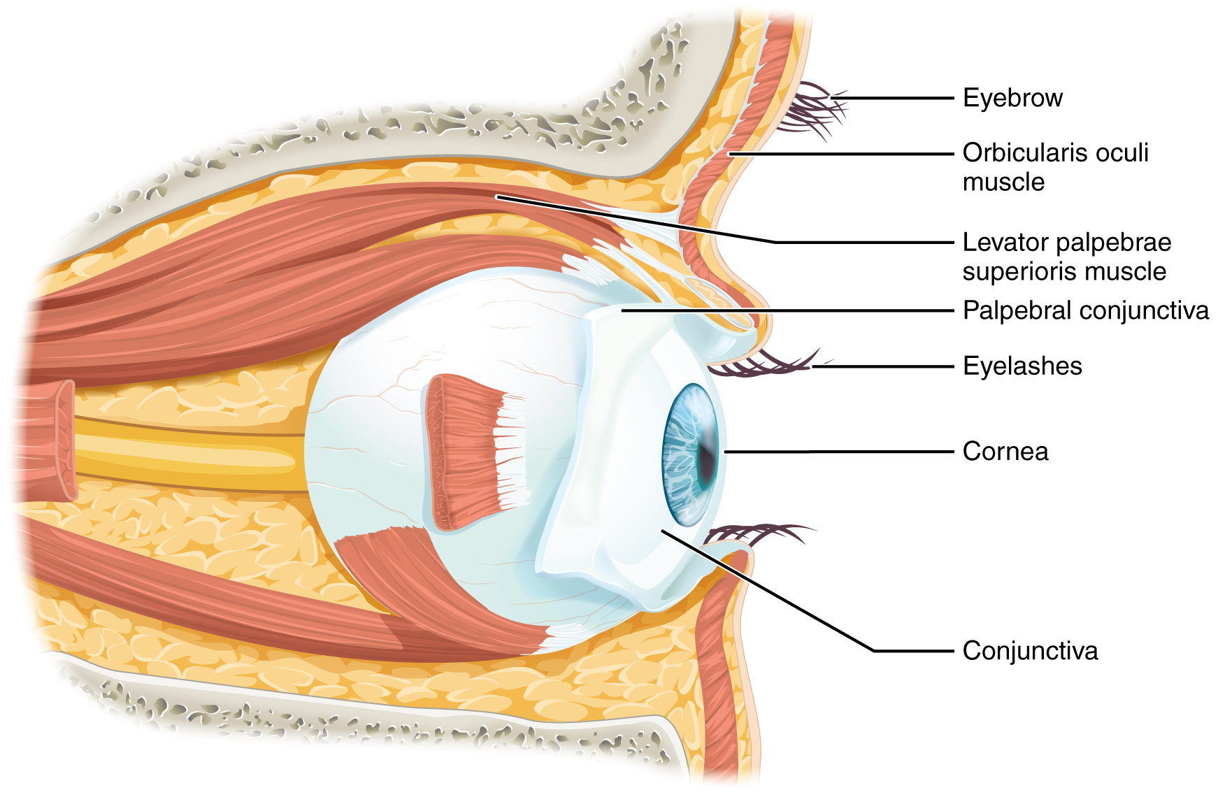 This diagram shows the lateral view of the eye. The major parts are labeled. Labels read (from top): eye brow, orbicularis oculi muscle, levator palpebrae superioris muscle, palpebral conjuctiva, eyelashes, cornea, cojunctiva.