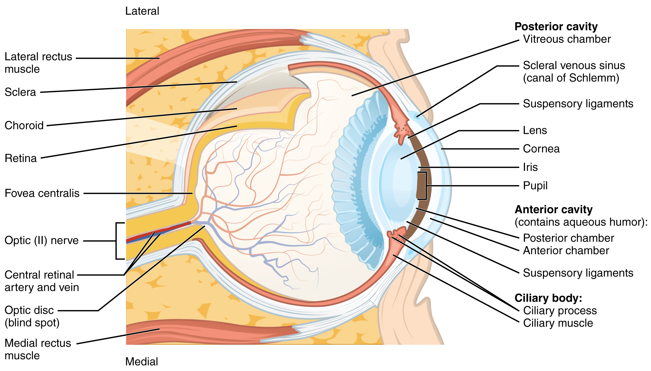 This diagram shows a lateral and medial view of the eye ball. The major parts are labelled. Labels read (from top, clockwise): posterior cavity (vitreous chamber, scleral venous sinus (canal of Schlemm), suspensory ligaments, lens, cornea, iris, pupil); anterior cavity (contains aqueous humor, posterior chamber, anterior chamber, suspensory ligaments); Ciliary body (ciliary process and muscle), medial rectus muscle, optic disc (blind spot), central retinal artery and vein, foveal centralis, retina, choroid, sclera, lateral rectus muscle.