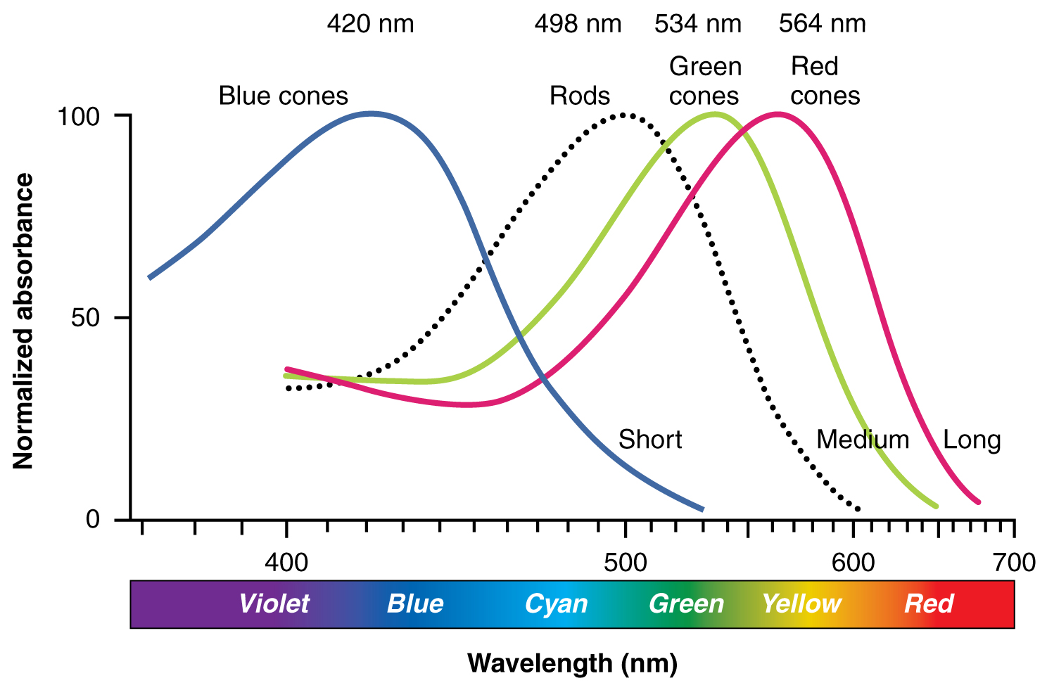 This graph shows the normalized absorbance versus wavelength for different cell types in the eye. The Y-axis is normalized absorbance, and the X axis is wavelength (nm) with the colours violet, blue, cyan, green, yellow, and red across the bottom. The lines in the graph indicate blue cones which peak at 420 nm, rods which peak at 498 nm, green cones which peak at 534 nm, and red cones which peak at 564 nm. Blue cones line is labelled as short, green cones as medium, and red cones as long.