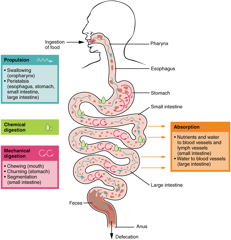 This image shows the different processes involved in digestion. The image shows how food travels from the mouth through the major organs. Associated textboxes list the various digestive processes: Absorption (nutrients and water to blood vessels and lymph vessels (small intestine), water to blood vessels (large intestine)), propulsion (swallowing (oropharynx), peristalsis (esophagus, stomach, small intestine, large intestine), chemical digestion, mechanical digestion (chewing (mouth), churning (stomach), segmentation (small intestine)). Parts of the digestive tract are labelled: ingestion of food, pharynx, esophagus, stomach, small intestine, large intestine, feces, anus, defecation.