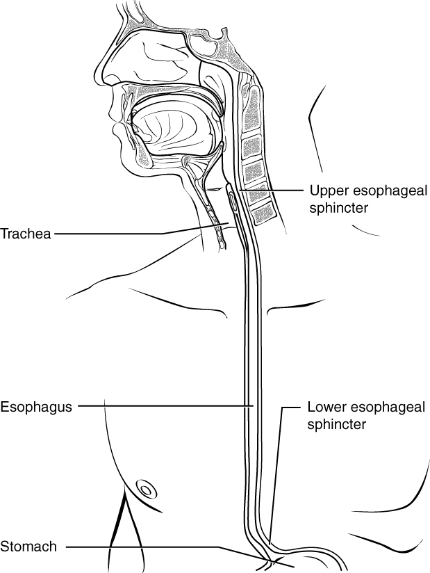 This diagram shows the esophagus, going from the mouth to the stomach. The upper and the lower esophageal sphincter are labeled. Labels read (from top): upper esophageal sphincter, trachea, esophagus, lower esophageal sphincter, stomach.