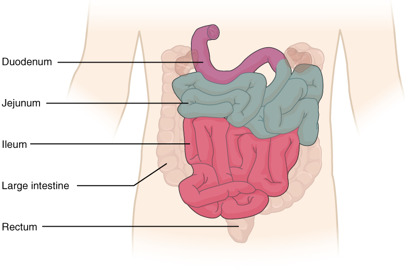 This diagram shows the small intestine. The different parts of the small intestine are labeled. Labels read (from top of small intestine): duodenum, jejunum, ilieum, large intestine, rectum.