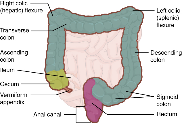 This image shows the large intestine; the major parts of the large intestine are labeled. Labels read (from start of large intestinal tract): vermiform complex, cecum, ileum, ascending colon, transverse colon, right colic hepatic flexure, left colic splenic flexure, descending colon, sigmoid colon, rectum, anal canal.