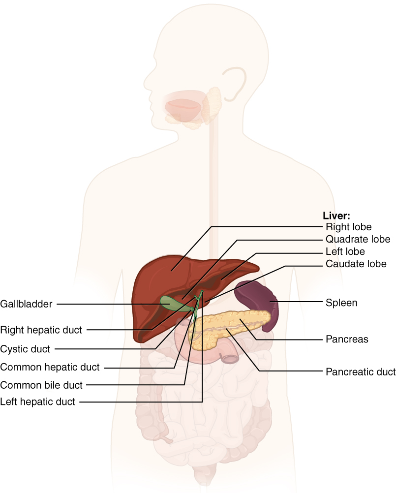 This diagram shows the accessory organs of the digestive system. The liver, spleen, pancreas, gallbladder and their major parts are shown. Labels read: liver (right lobe, quadrate lobe, left lobe, caudate lobe), spleen, pancreas, pancreatic duct, gall bladder right hepatic duct, cystic duct, common hepatic duct, common bile duct, left hepatic duct
