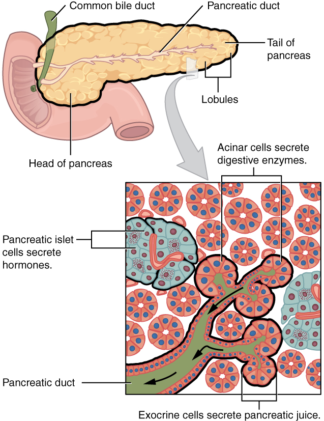 This figure shows the pancreas and its major parts. A magnified view of a small region of the pancreas shows the pancreatic islet cells, the acinar cells and the pancreatic duct. Labels read (from left to right): common bile duct, head of pancreas, pancreatic duct, lobules, tail of pancreas. A magnified view of a small region of the pancreas shows the pancreatic islet cells, the acinar cells, exocrine cells, and the pancreatic duct.