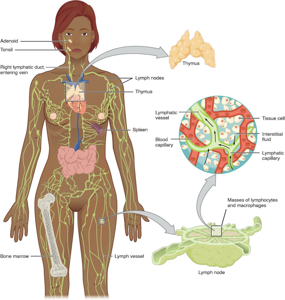 Lymphatic And Immune Systems Medical Terminology