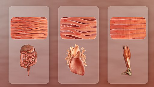 Three distinct types of muscles (L to R): Smooth (non-striated) muscles, cardiac or heart muscles, and skeletal muscles.