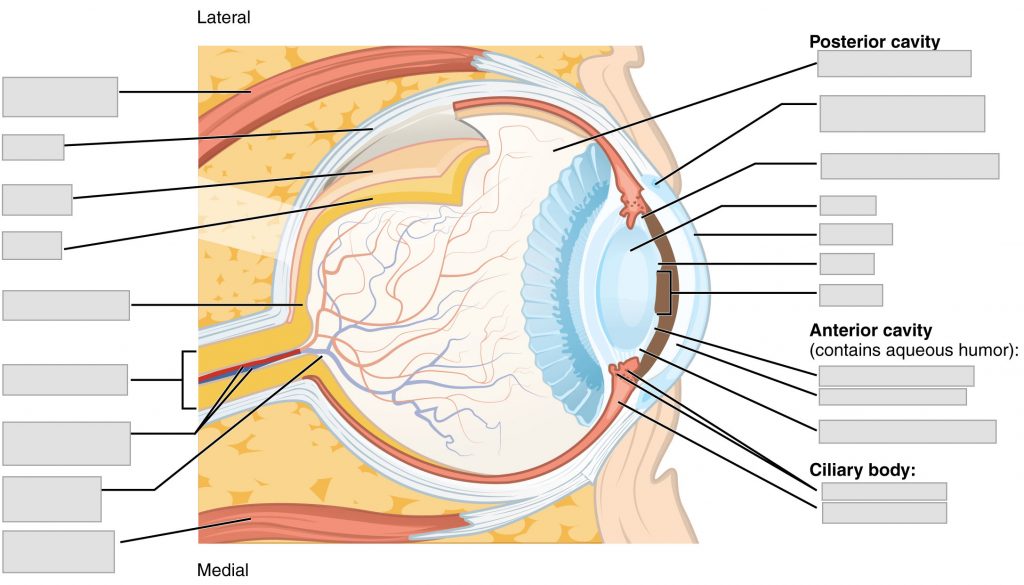 Sensory system eye anatomy with blank labels
