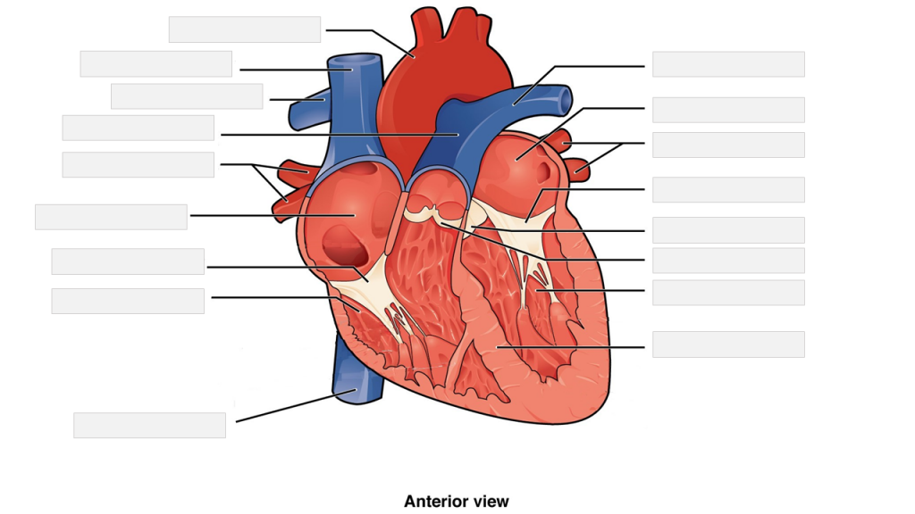 Internal structures of the heart
