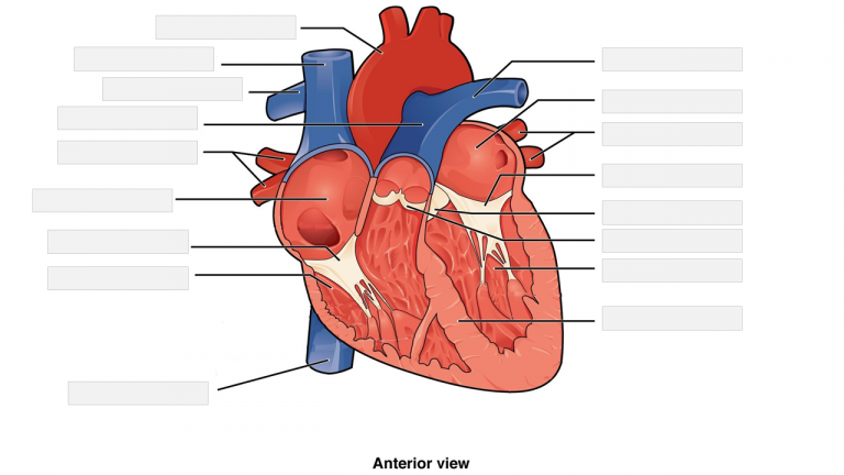 Cardiovascular System – Heart – Medical Terminology Student Companion