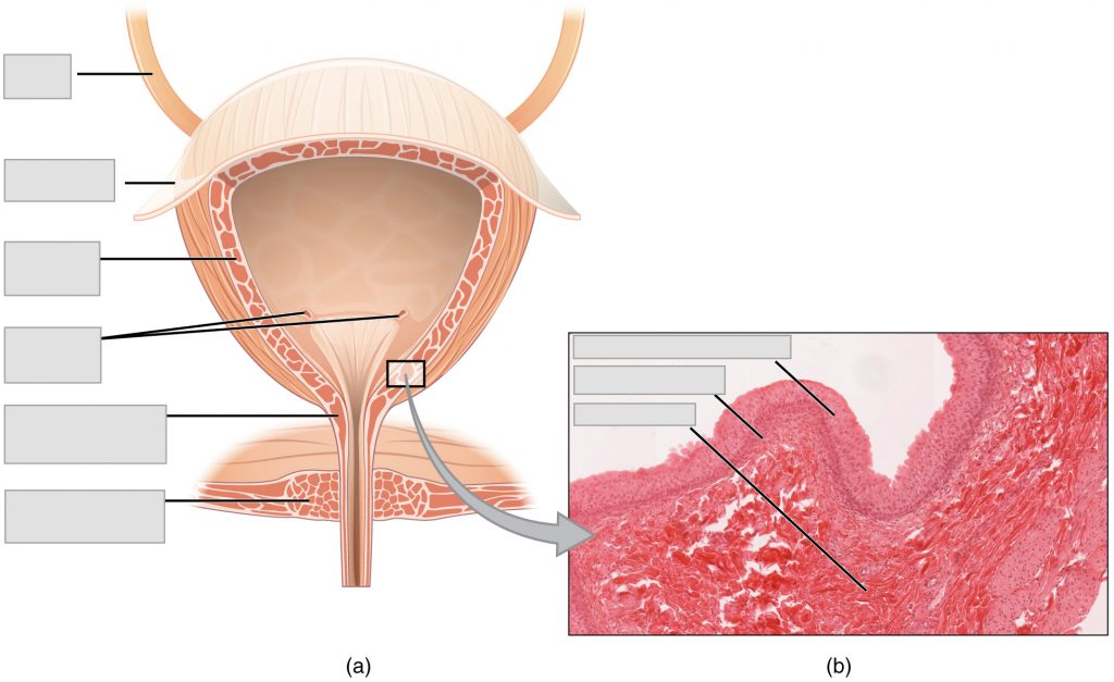 Bladder anatomy