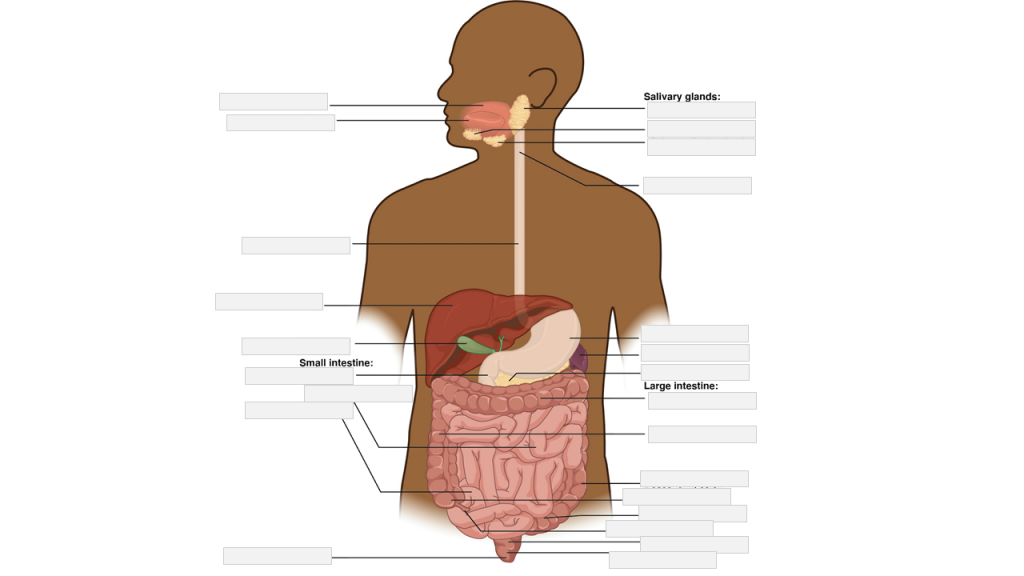 Digestive system anatomy