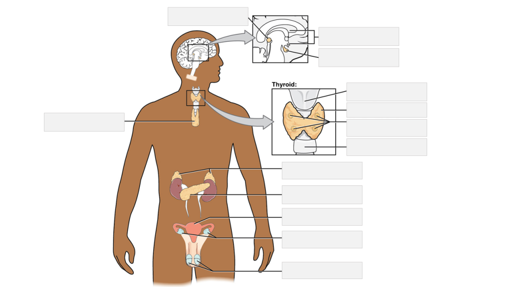 Endocrine system anatomy with blank labels