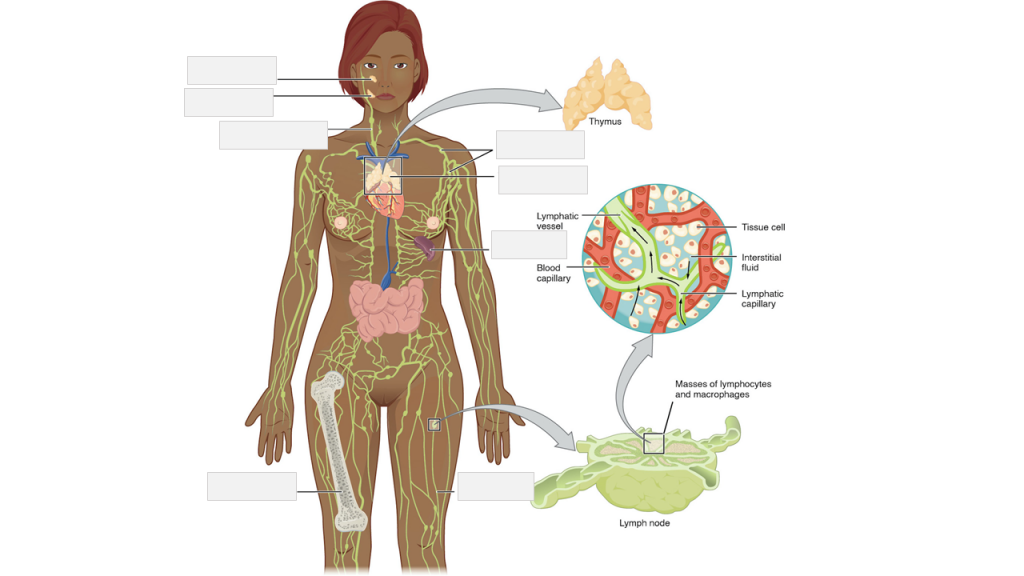 Lymphatic system anatomy