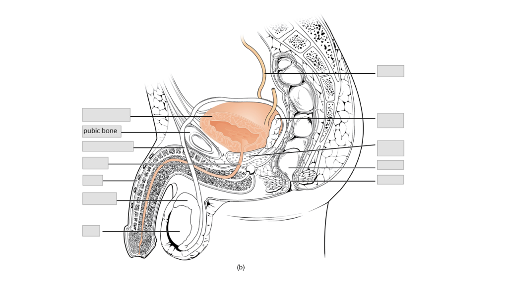 Male reproductive system anatomy