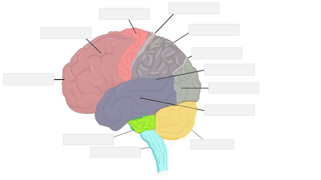 Nervous system brain anatomy with blank labels