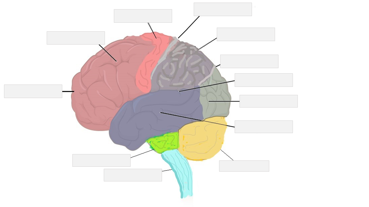 Nervous System – Medical Terminology Student Companion