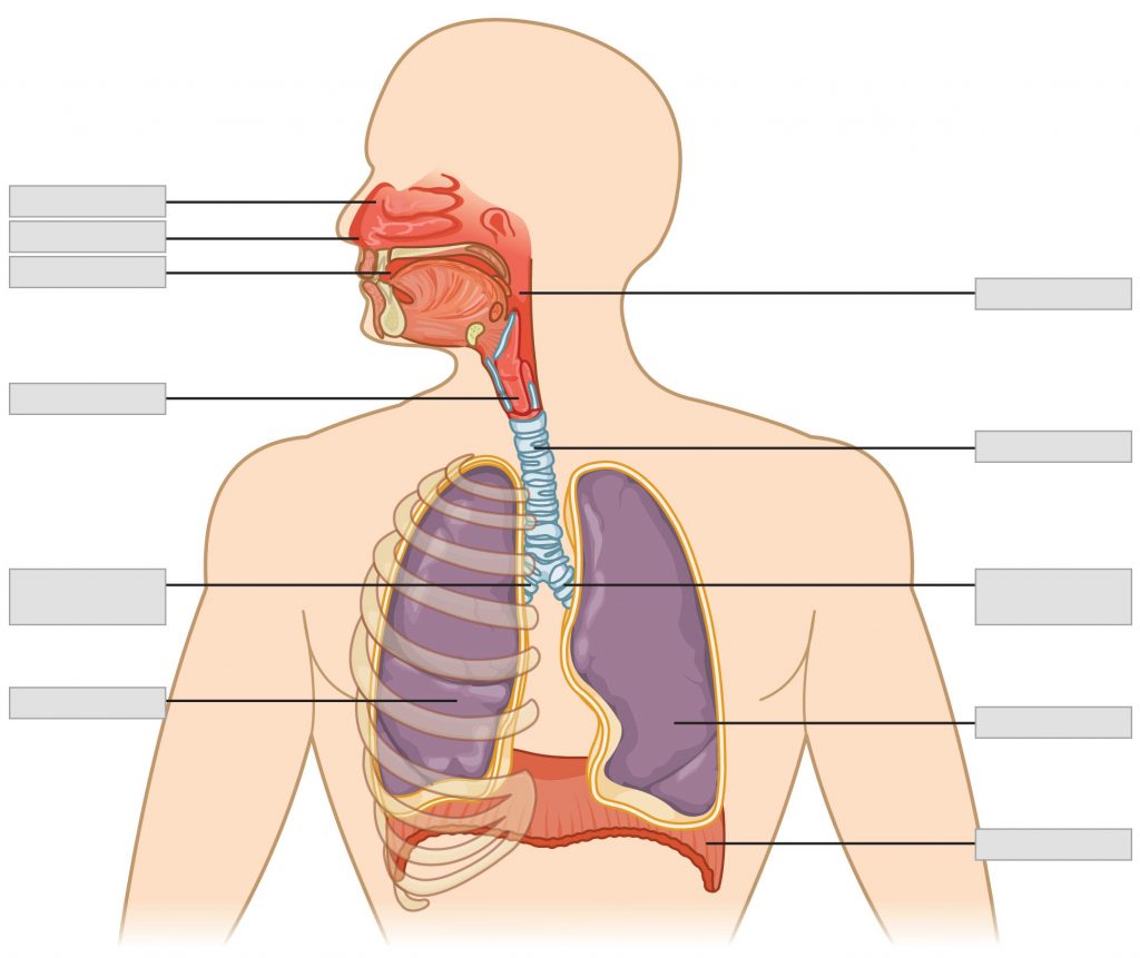 Respiratory structures with blank labels