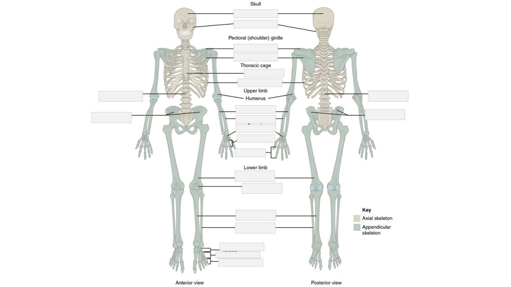 Skeletal system anatomy with blank labels