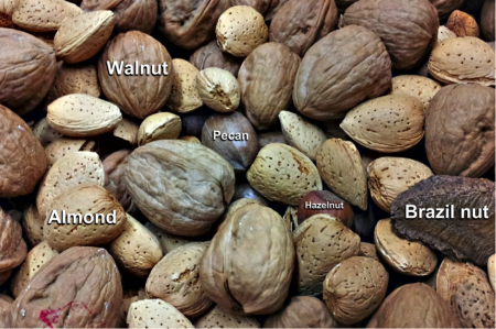 A pile of nuts including walnuts, almonds, pecans, hazelnuts, and Brazil nuts.