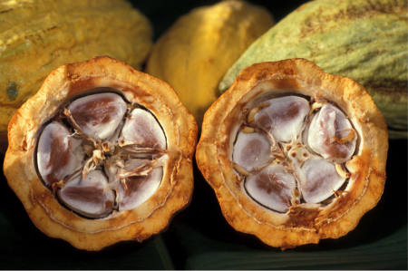 A cacao pod split in half. Inside each half are five white-and-brown kernals arranged like flower petals.