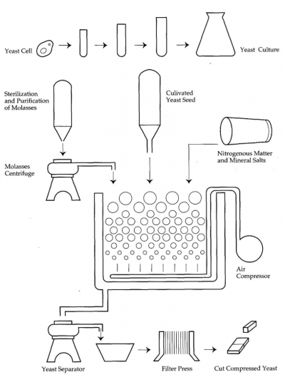 Production of compressed yeast. Long description available.