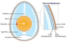 Diagram of an egg and what is inside it